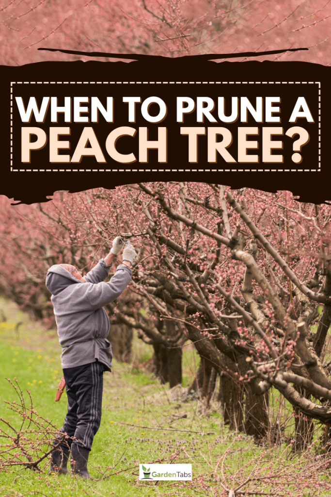 When To Prune A Peach Tree