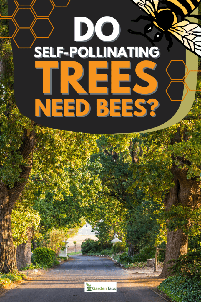 Do Self-Pollinating Trees Need Bees?