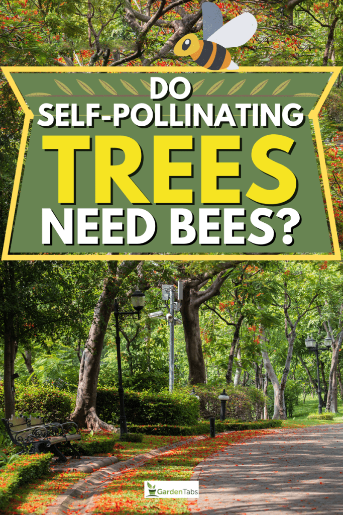 Do Self-Pollinating Trees Need Bees?