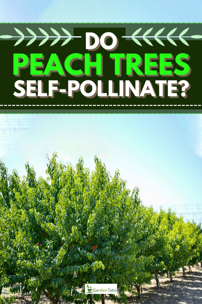 Do Peach Trees Self-Pollinate