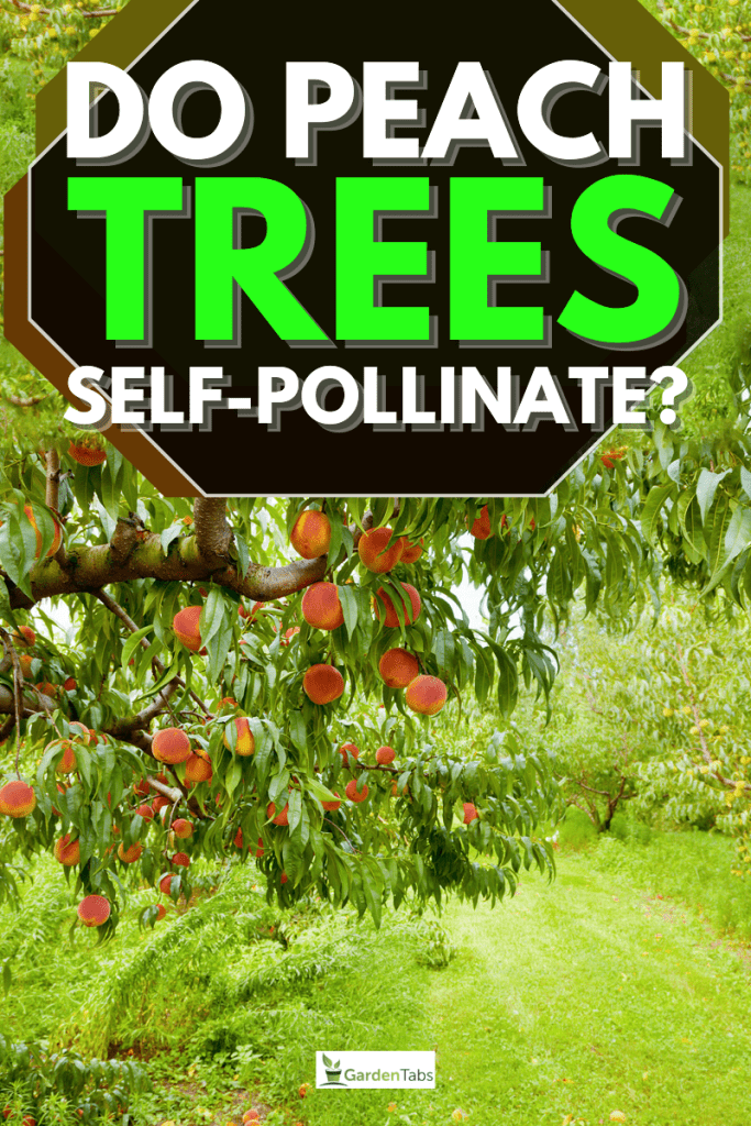 Do Peach Trees Self-Pollinate