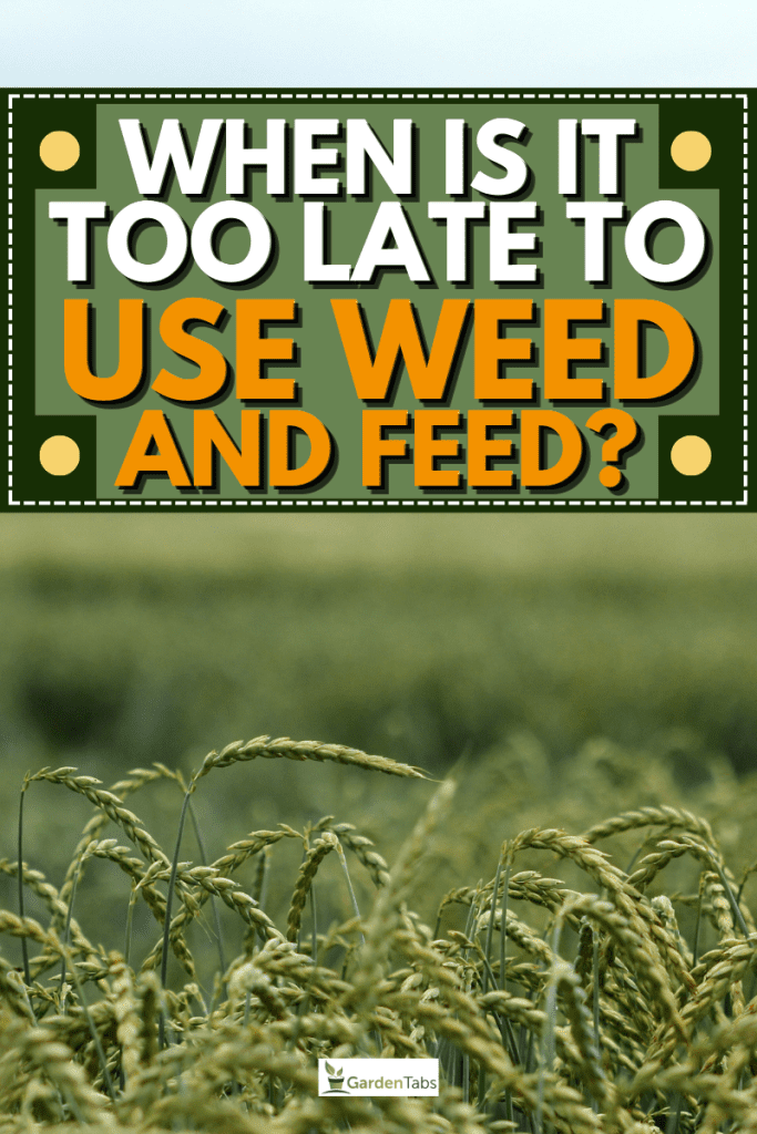 When Is It Too Late To Use Weed And Feed?