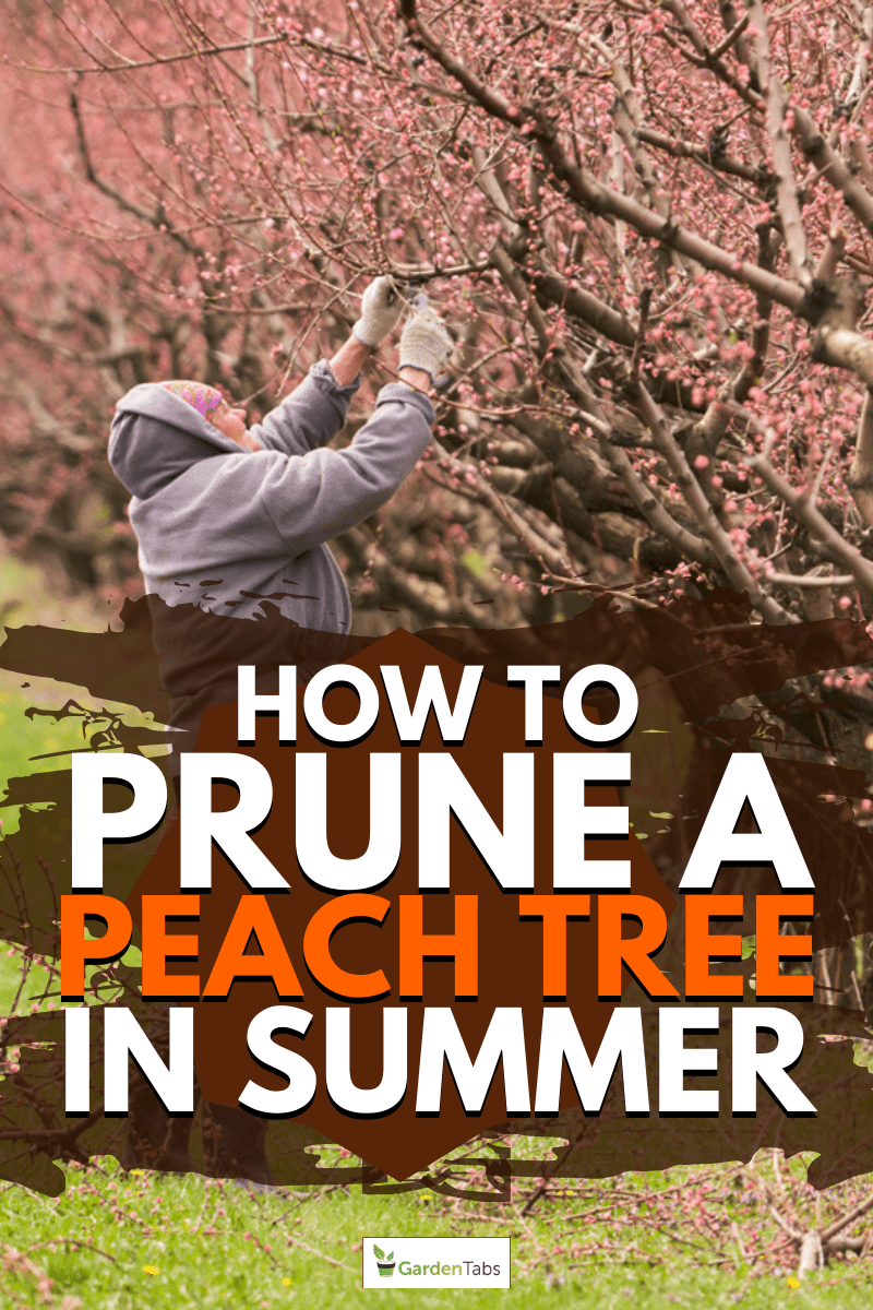 spring work in the garden. A female gardener cuts off excess branches from flowering peaches.. How To Prune A Peach Tree In Summer