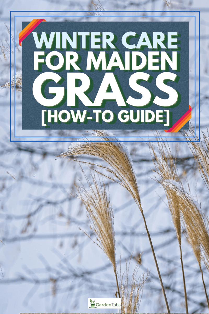 Winter Care For Maiden Grass [How-To Guide]