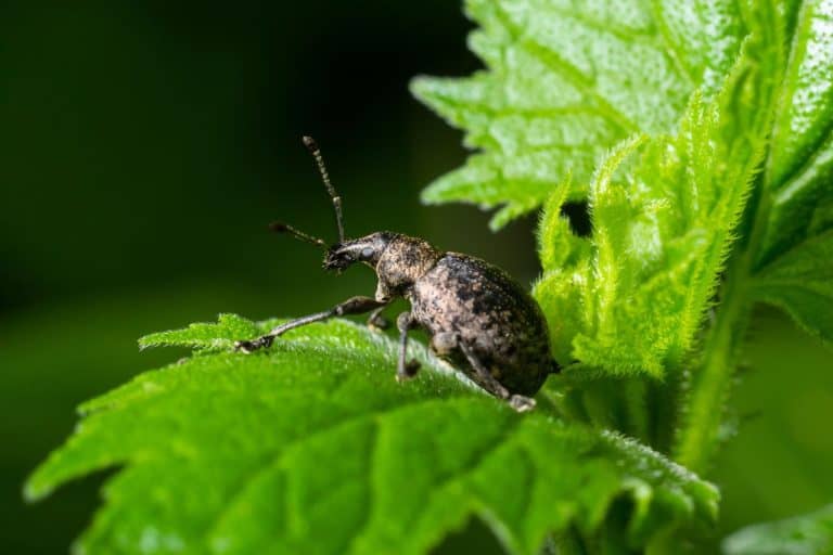 A black vine weevil, Otiorhynchus sulcatus, Family Curculionidae, on a wild privet leaf. - Which Plants Are Susceptible To Vine Weevils?