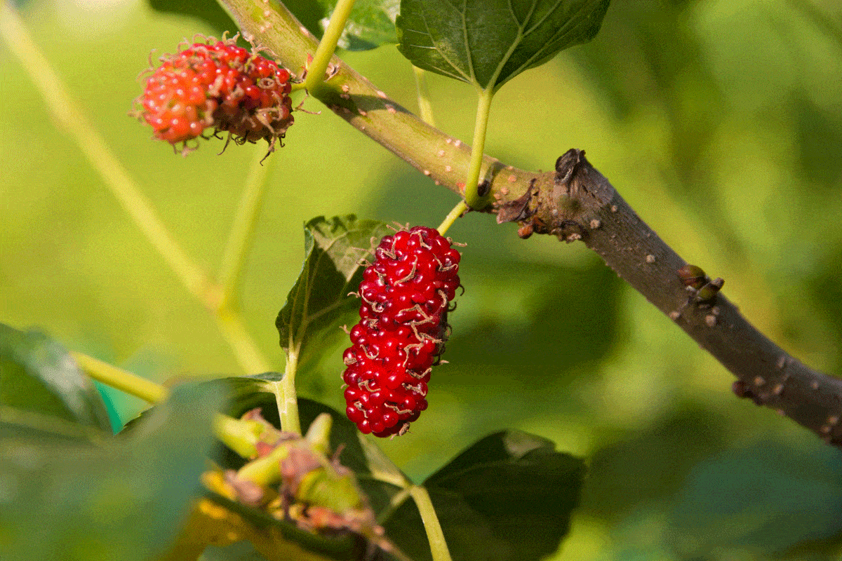 A close up of a matured red mulberry fruit hanging on the branch of a Morus tree in Malaysia