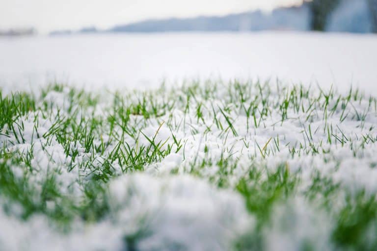A crabgrass in winter,Does Crabgrass Die In The Winter?