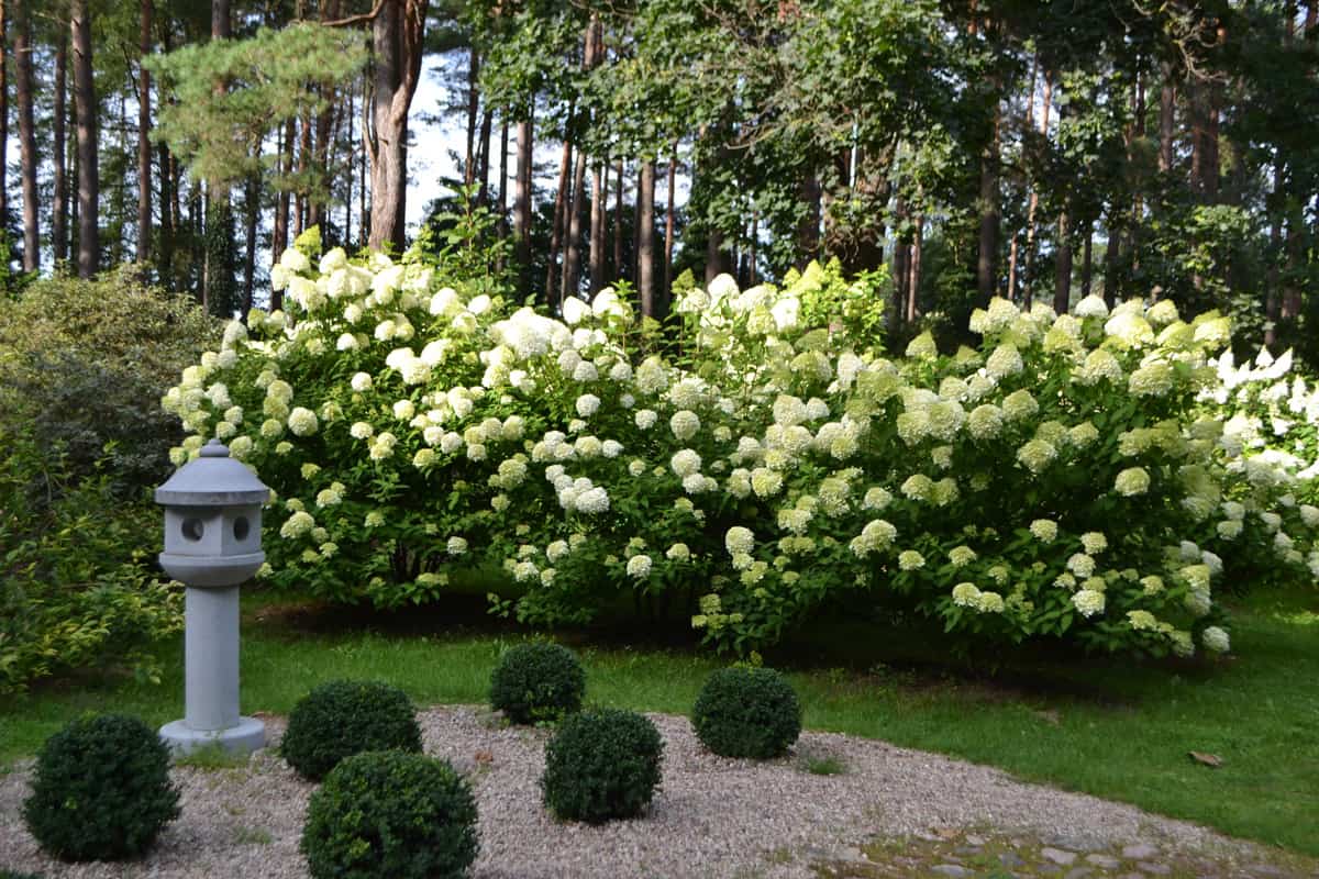 A gorgeous garden filled with Limelight Hydrangeas and small arborvitaes