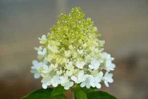 A gorgeous white and yellow limelight hydrangea, How To Keep Limelight Hydrangea Small [Pruning Tips Included]