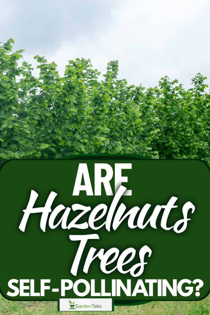 Fully grown hazelnut plantation planted on the Czech republic area, Are Hazelnut Trees Self-Pollinating?