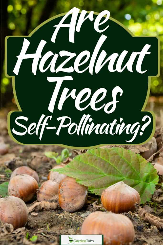 Fully grown hazelnut plantation planted on the Czech republic area, Are Hazelnut Trees Self-Pollinating?