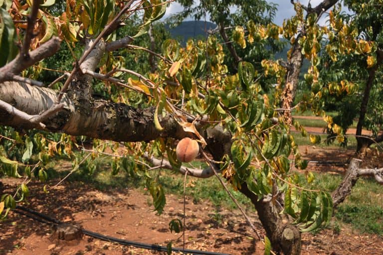 A sick peach tree at a orchard in the Blue Ridge mountain region of Virginia, How To Tell If A Peach Tree Is Dead
