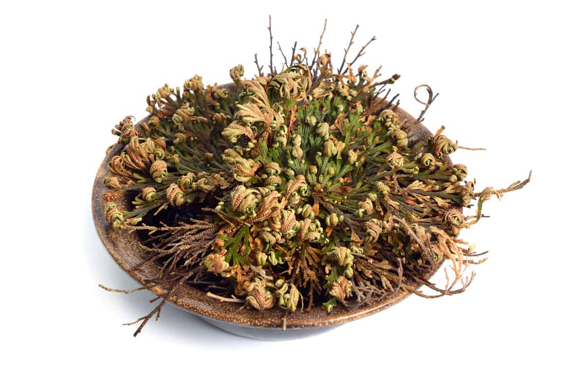 A withered dying plant on a white background