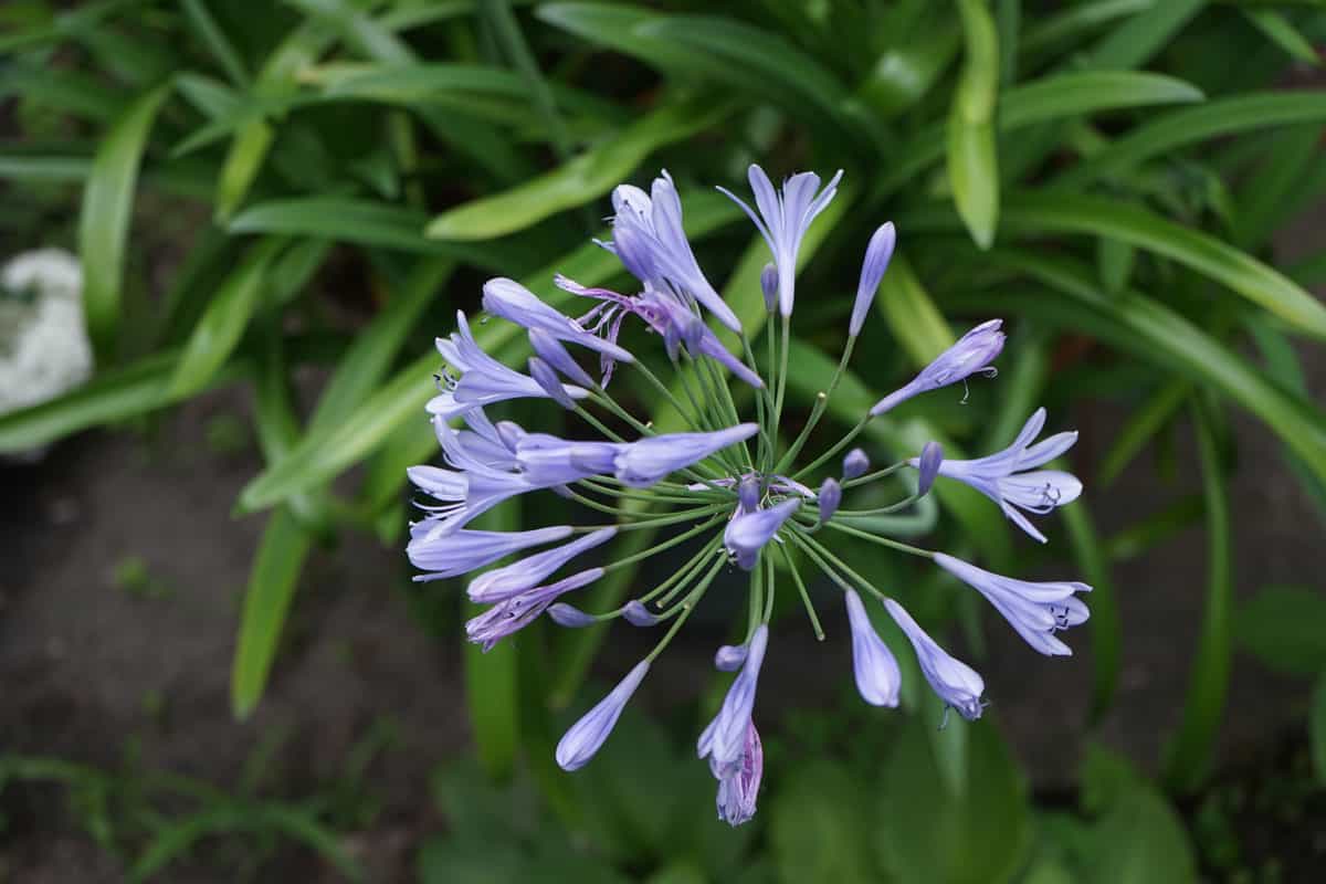 Agapanthus africanus Blue Triumphator in July in the garden. Agapanthus africanus, the African lily, the lily-of-the-Nile, is a flowering plant from the genus Agapanthus. Berlin, Germany