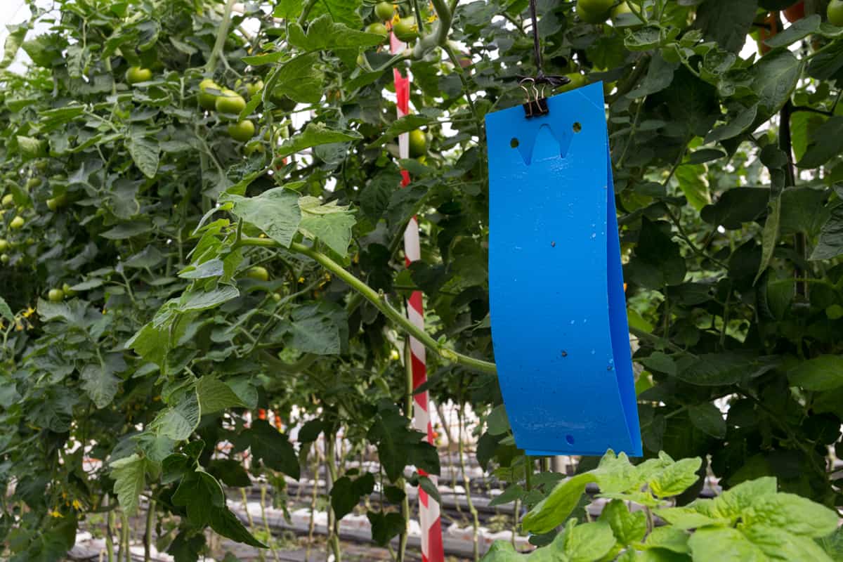 Adhesive blue trap for thrips in a tomato crop