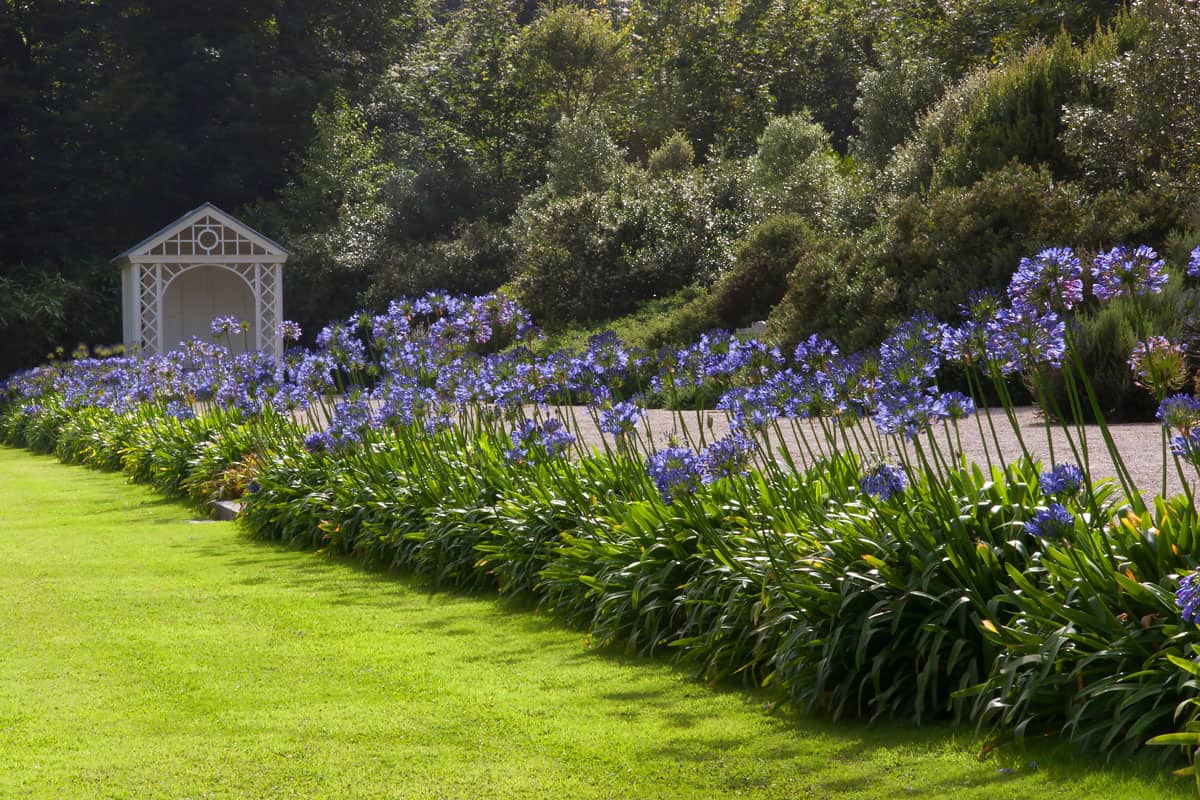 African lily Agapanthus Africanus in typically English large landscape garden with hedges  fences plant and flower beds lawn pond and garden furniture