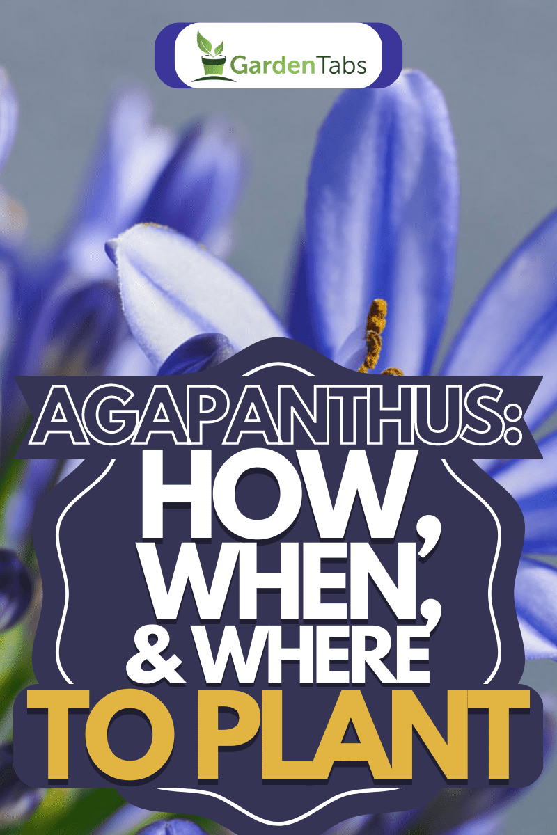Agapanthus: How, When, & Where to Plant