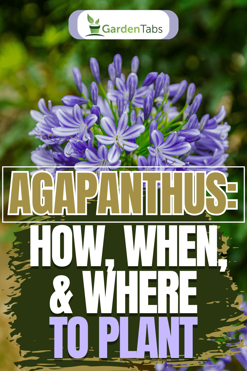 Agapanthus: How, When, & Where to Plant