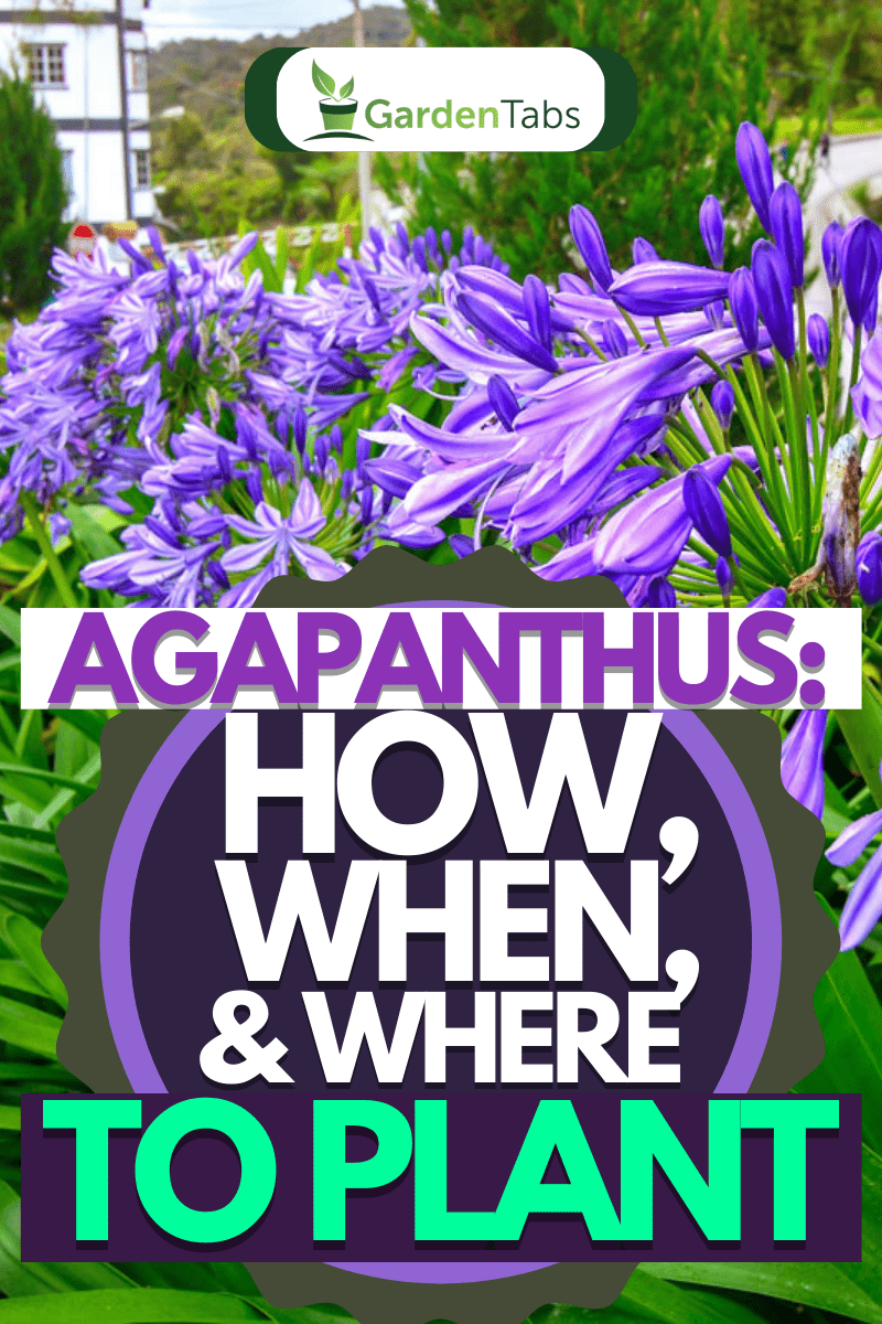 Agapanthus or African lily flowers in the garden, Agapanthus: How, When, & Where to Plant