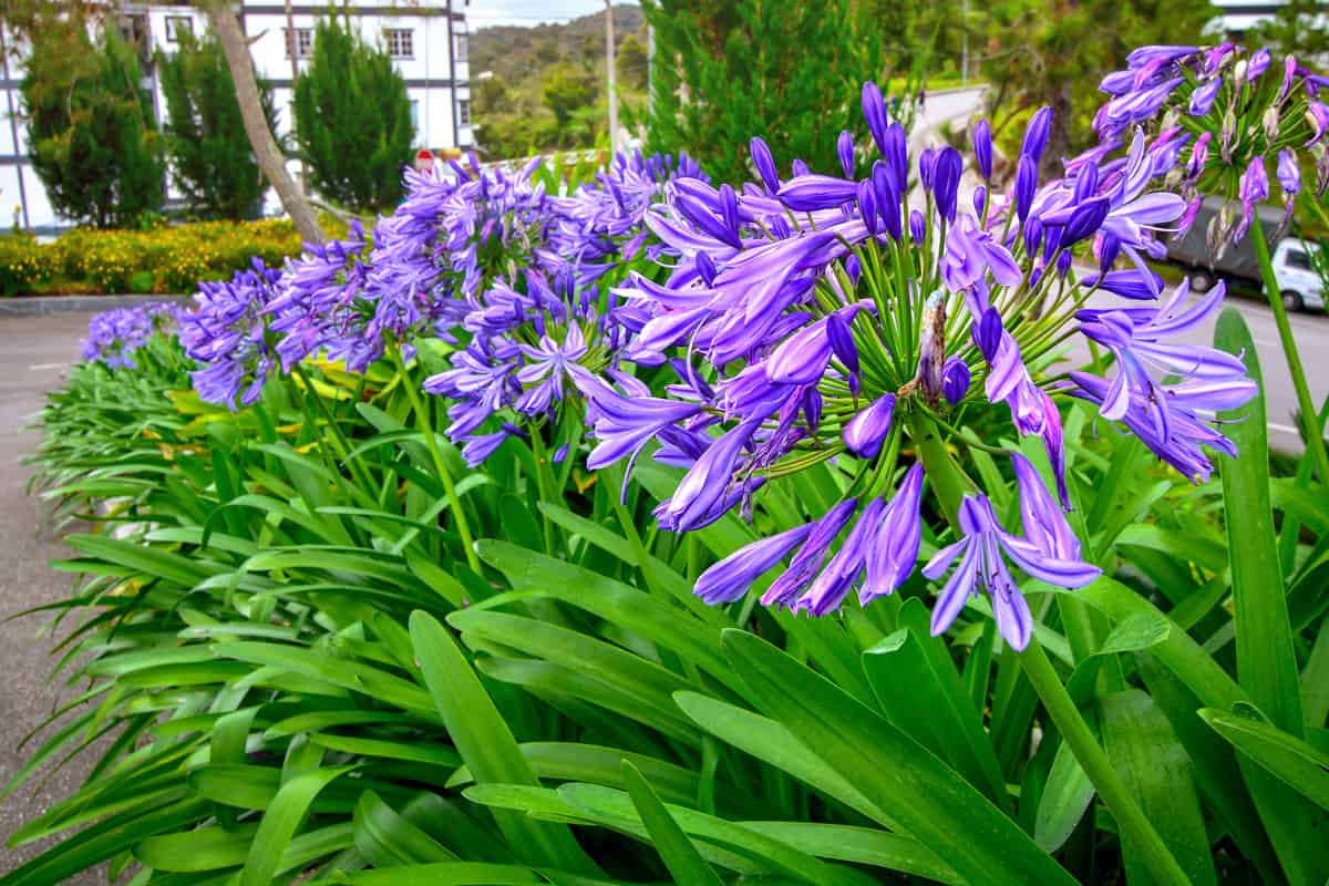 Agapanthus or African lily flowers in the garden.
