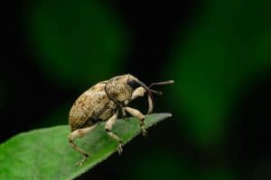 Boll weevil, on leaf with black background, How To Get Rid Of Acorn Weevils