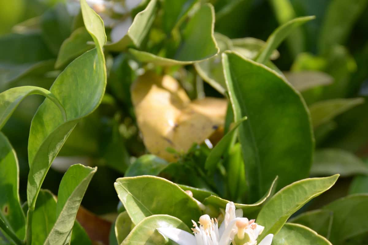 Boquila trifoliolata leaves blooming