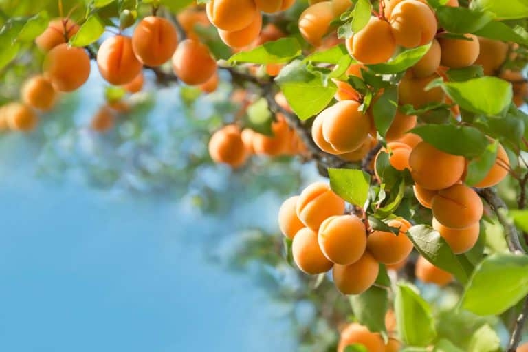 Bunch of ripe apricots hanging on a tree, Do Apricot Trees Fruit Every Year?
