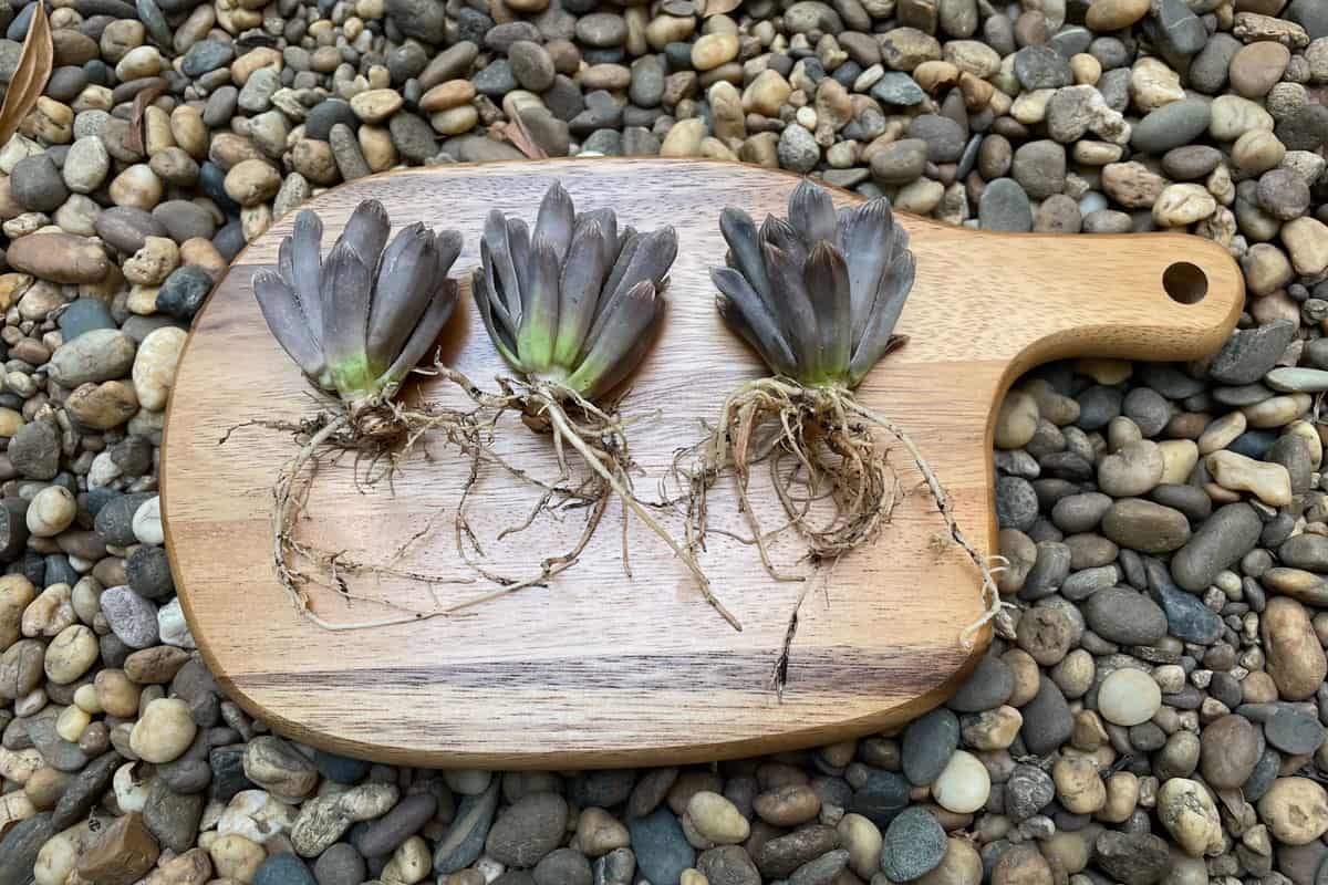 Cactus and succulent, Root of haworthia washed spores of powdery mildew or white mold and desiccated on wooden board.
