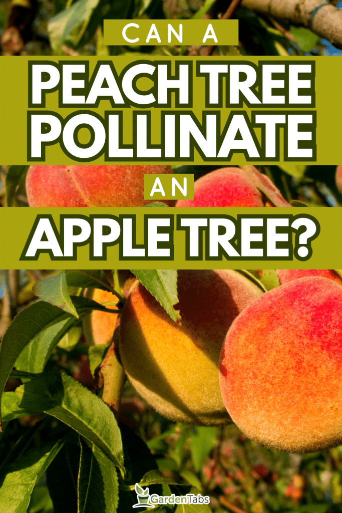 Can-A-Peach-Tree-Pollinate-An-Apple-Tree