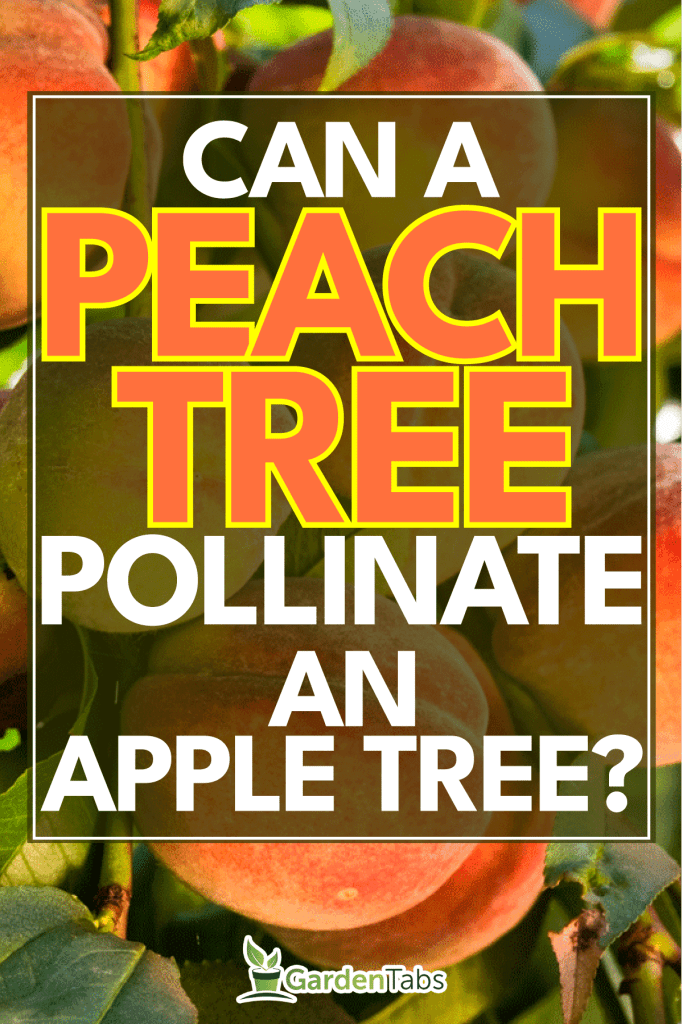 Ripe fruits on the peach tree in the garden, Can A Peach Tree Pollinate An Apple Tree?