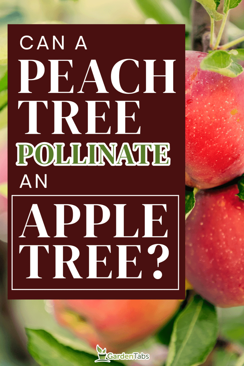 Can-A-Peach-Tree-Pollinate-An-Apple-Tree3