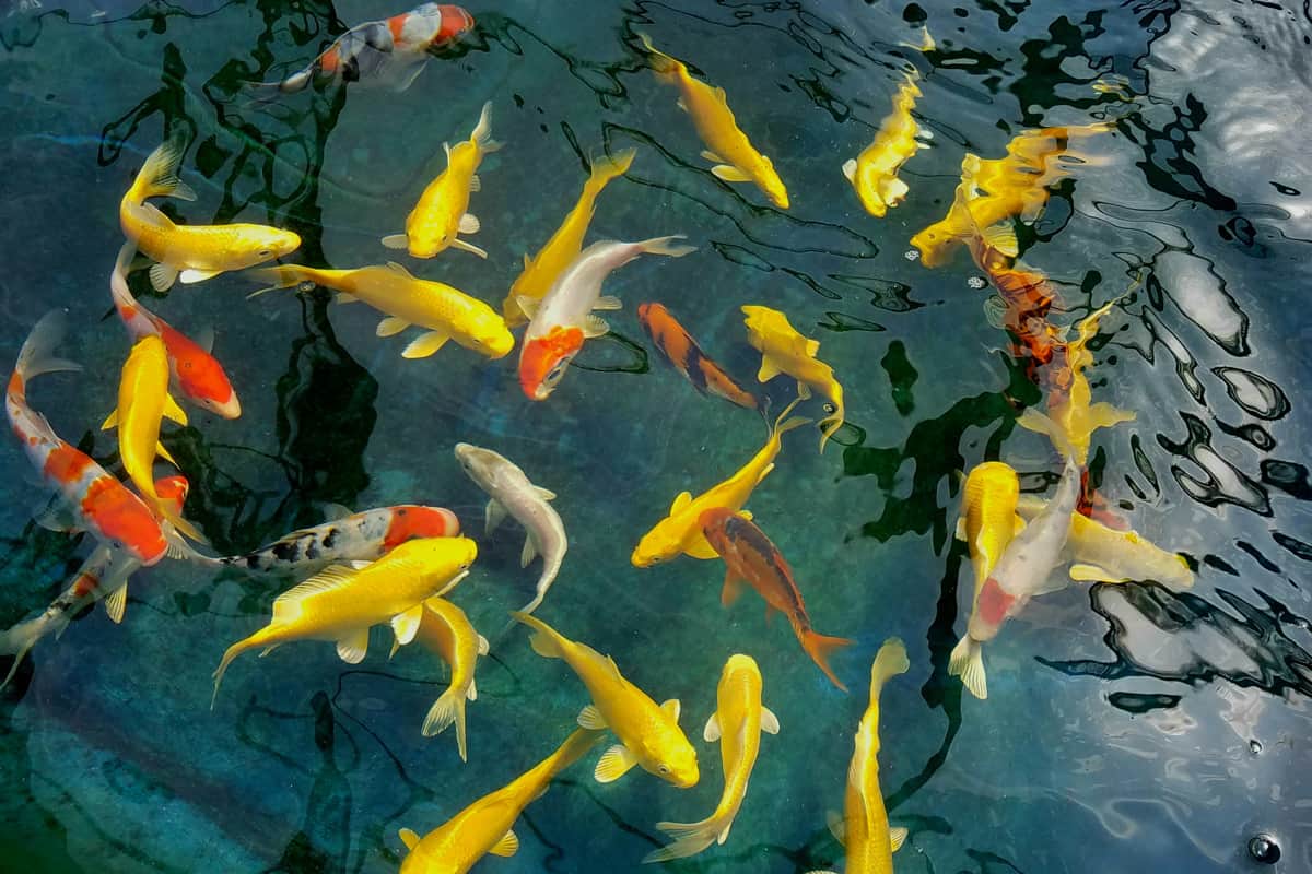 Captivating, Stunning Heart Shaped Array of Swimming Yellow Japanese Koi Fish