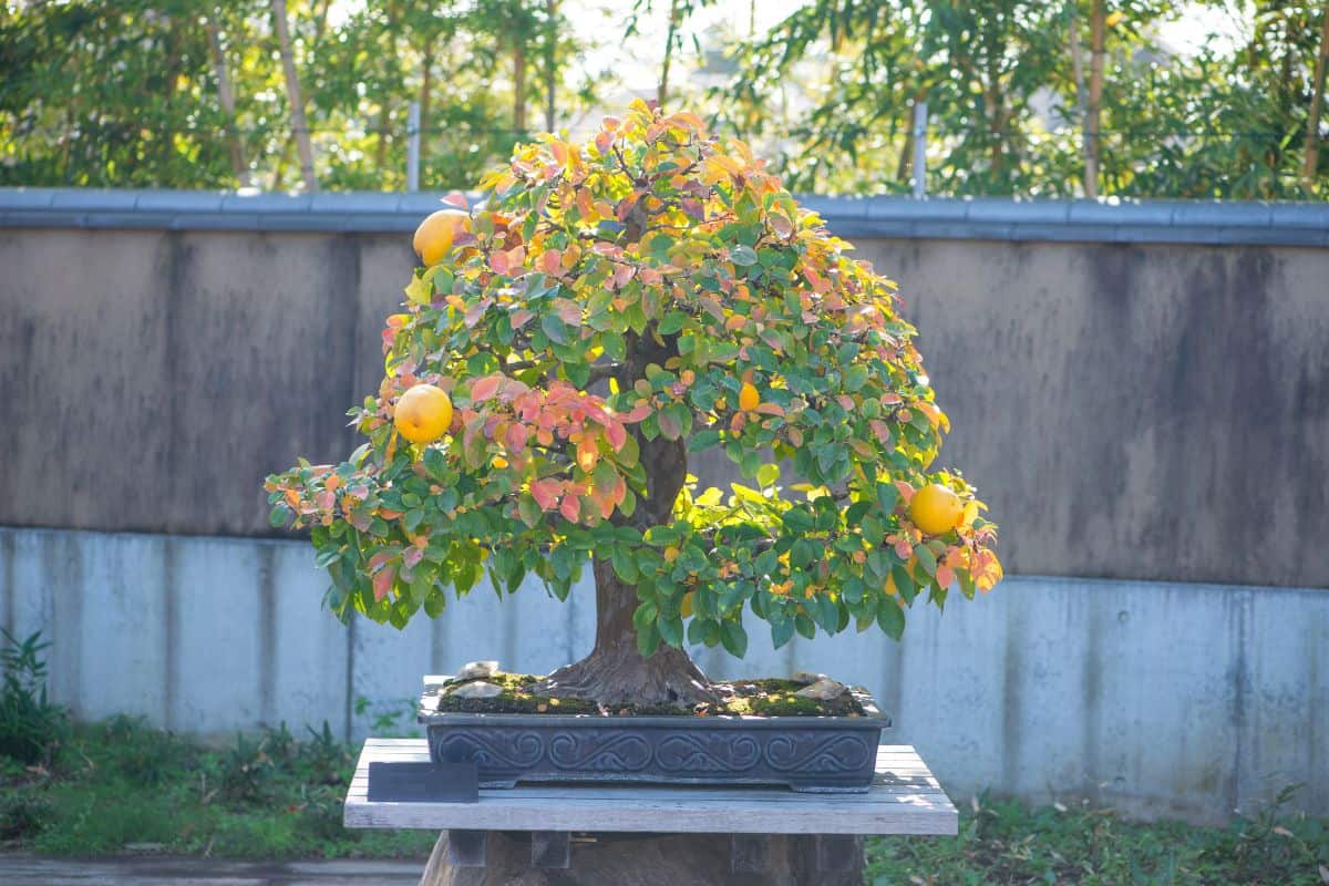 Chinese Quince bonsai tree with fruit in Omiya bonsai village at Saitama, Japan