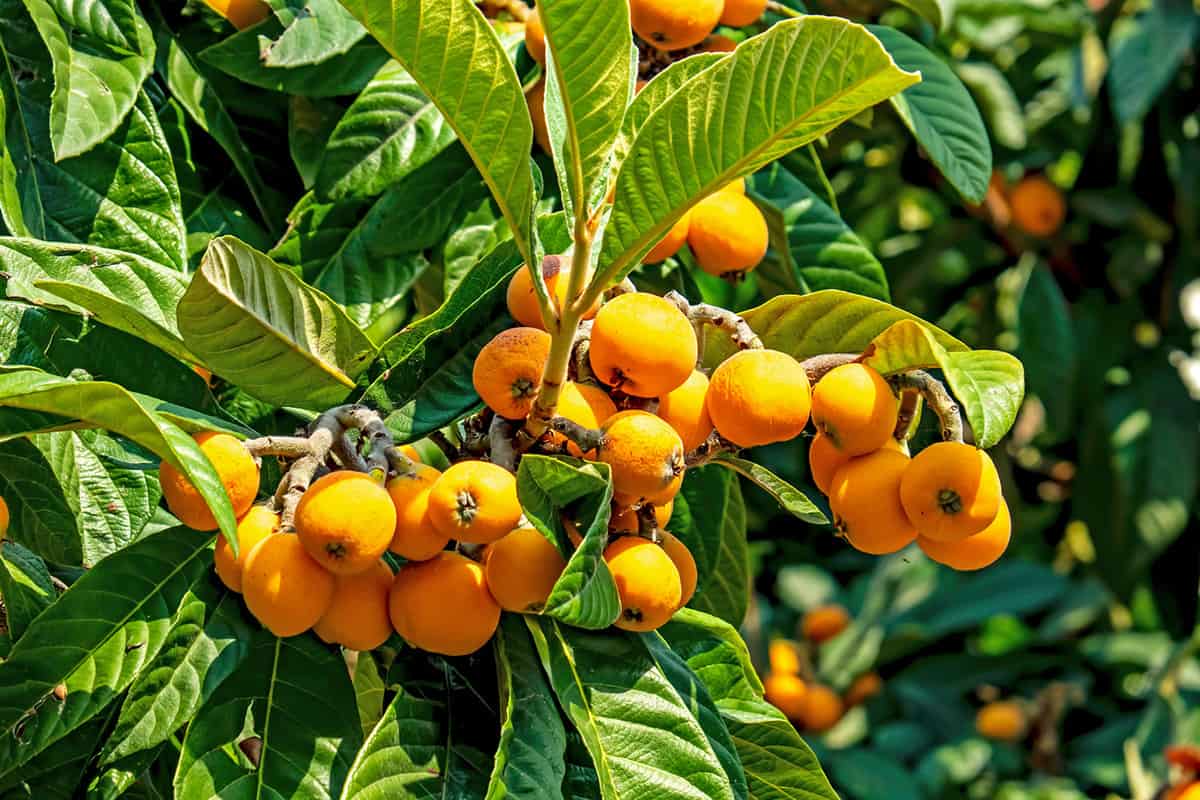 Close up loquat fruits and tree in nature