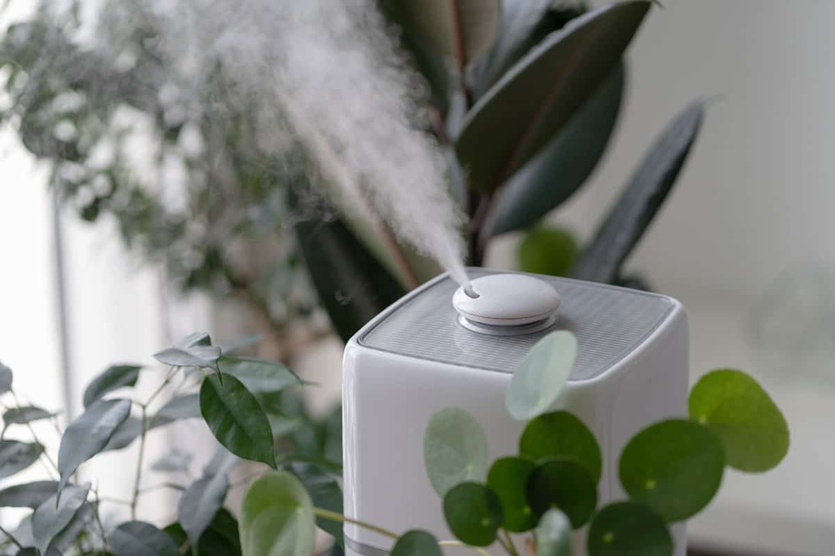 Close up of steam from the air humidifier during heating period, surrounded by houseplants Plant care. Increasing moisture in the apartment