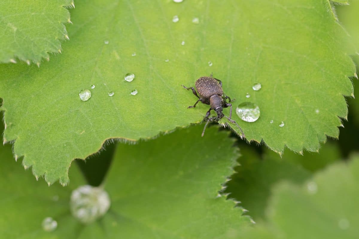 Closeup of small brown European beetle, Black Vine Weevil, on green Lady's mantle leaves