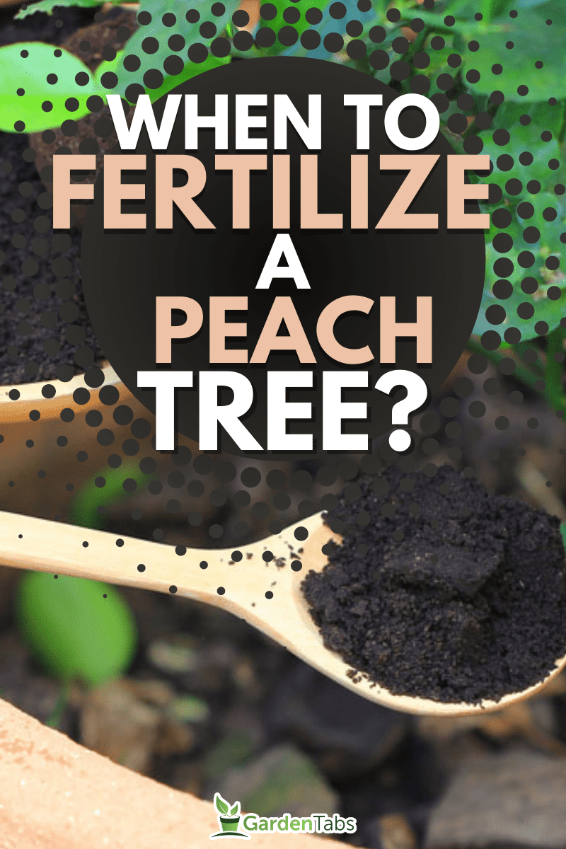 Coffee ground, Coffee residue is applied to the tree and is a natural fertilizer, Gardening hobby, When To Fertilize A Peach Tree