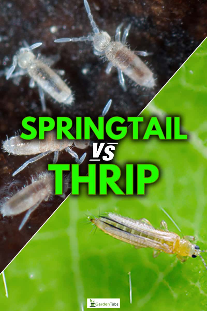 Comparison of Springtail and Thrip, Springtail Vs Thrip: What's The Difference & How To Treat?