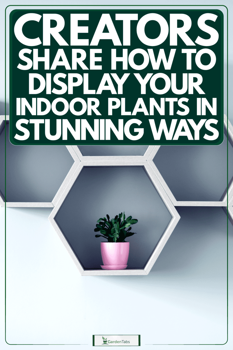 Gray hexagonal dividers for showing plants on the shelves, Creators Share How To Display Your Indoor Plants In Stunning Ways