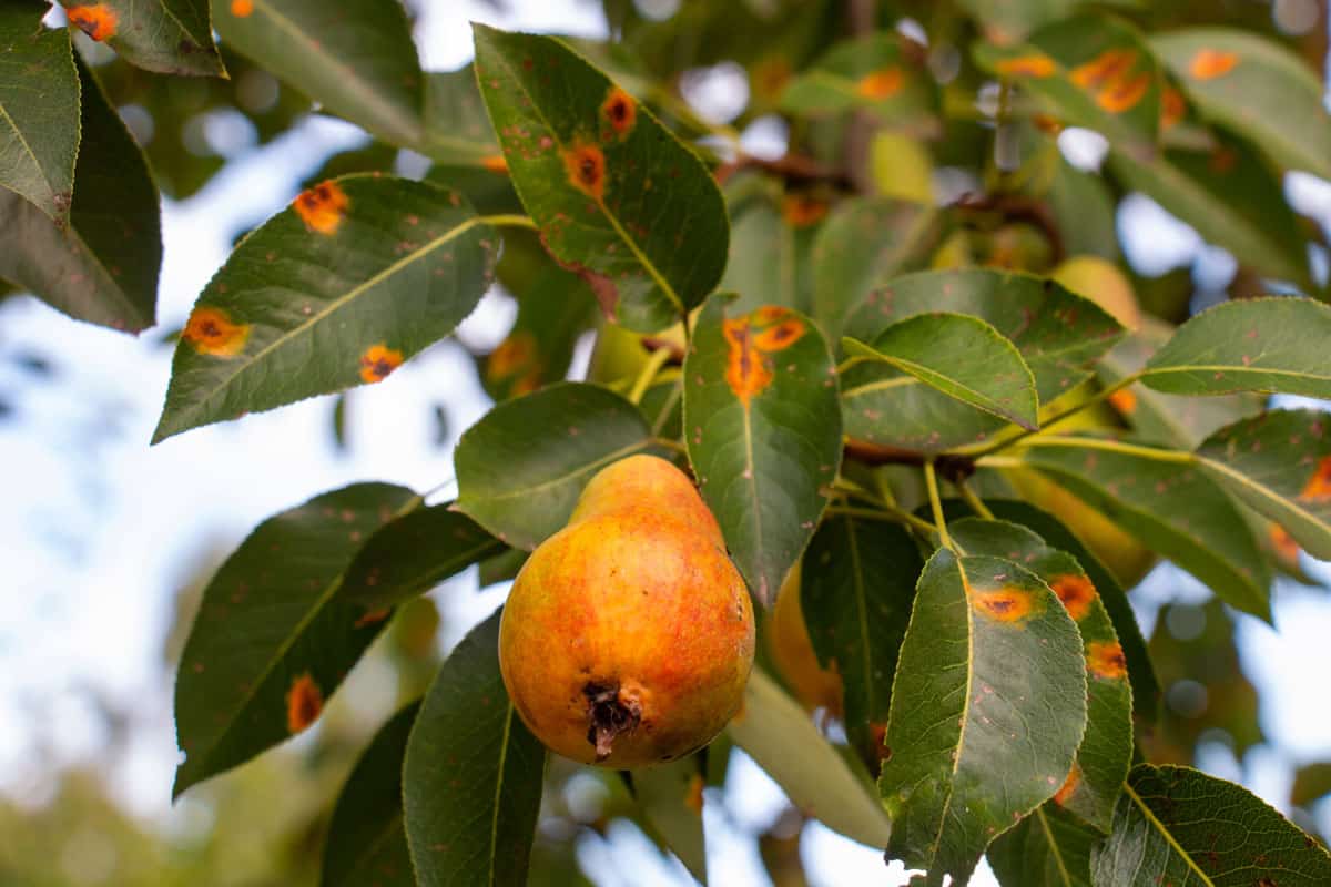 Disease of pear trees, rust spots on the leaves. The fruit tree is infected with a fungus, yellow rust. The pear leaf is affected by Gymnosporangium sabinae. fruit pear
