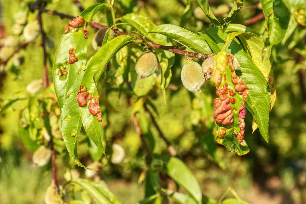 Damaged leaf peach almond Taphrina deformans disease cloque.