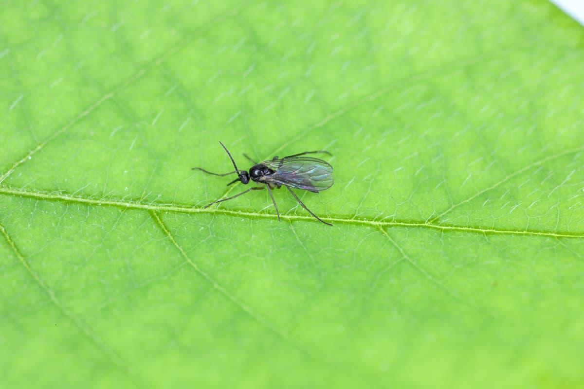 Dark-winged fungus gnat, Sciaridae on a green leaf, these insects are often found inside homes