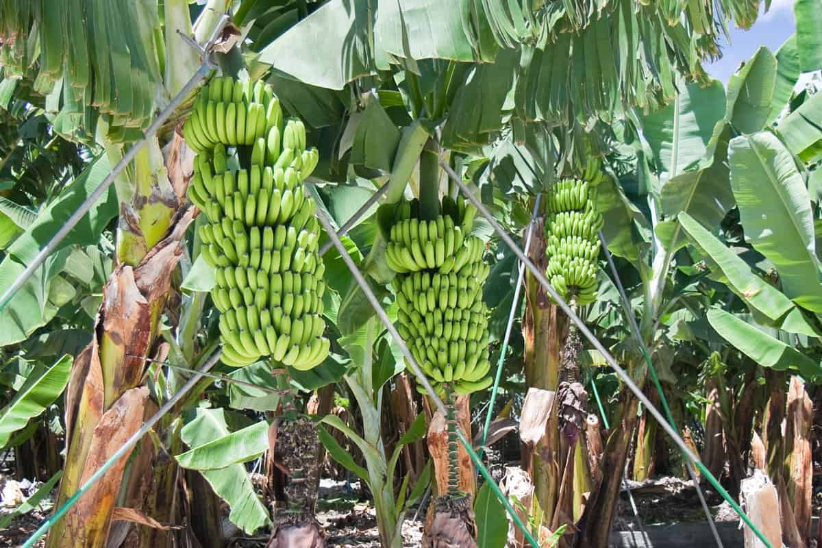 Detail of a banana plantation at La Palma, Spain