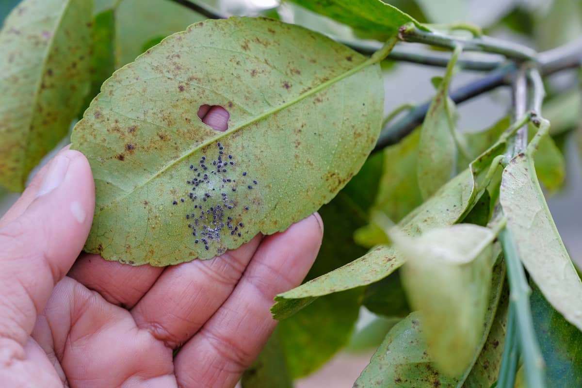 Disease caused by thrips on a leaf