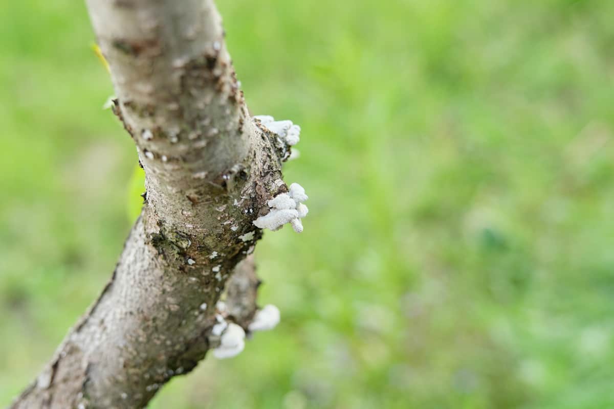 Disease of the bark of an orchard fruit tree, mushroom on the bark of young peach tree.