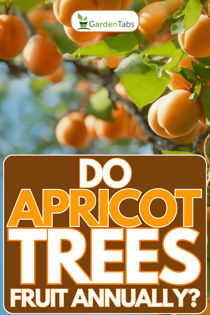 Do Apricot Trees Fruit Every Year?