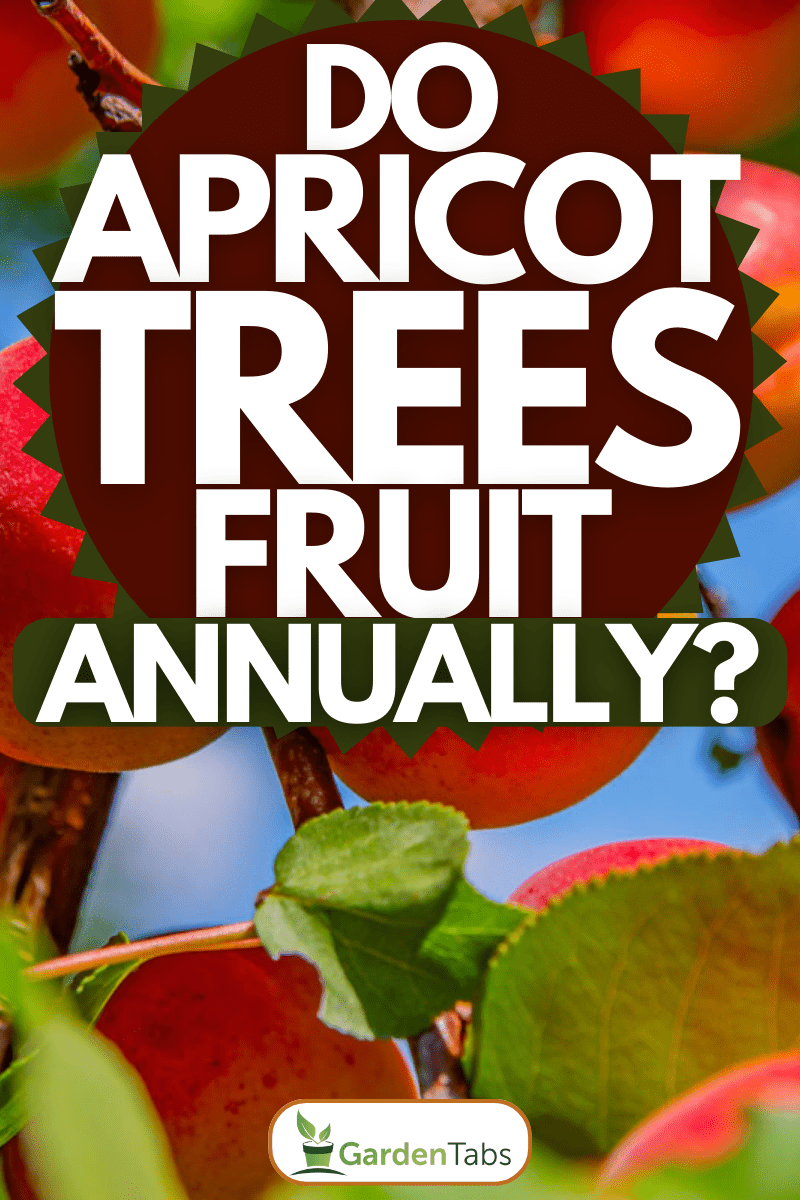 Do Apricot Trees Fruit Every Year?