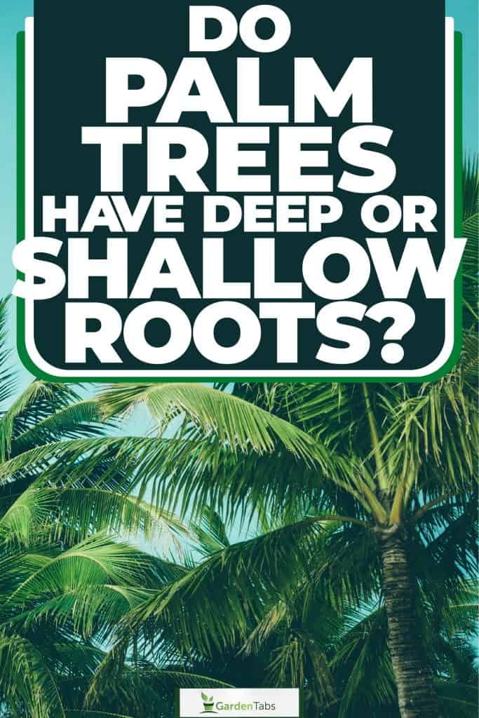Do Palm Trees Have Deep Or Shallow Roots-03
