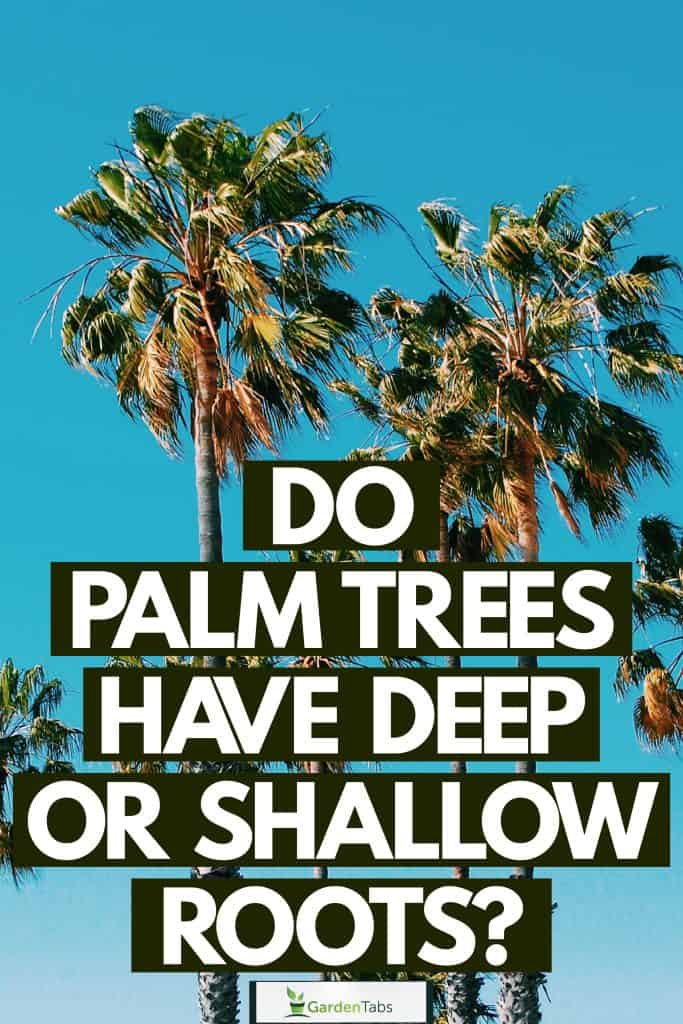 Do Palm Trees Have Deep Or Shallow Roots-04