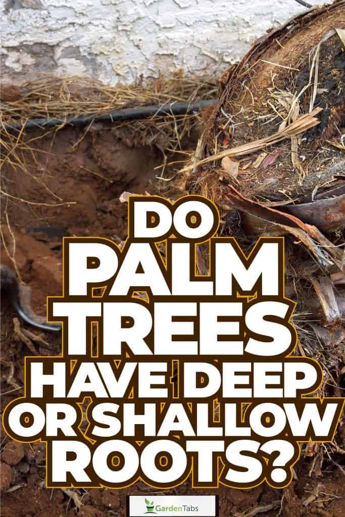 Do Palm Trees Have Deep Or Shallow Roots-05